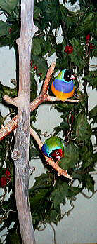 Poity boids poich an' choip.