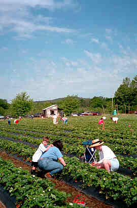 Goodson's You-Pick Strawberries