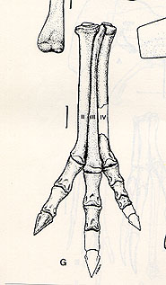 Harpymimus