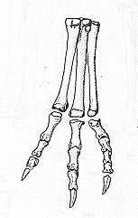 Liliensternus liliensterni