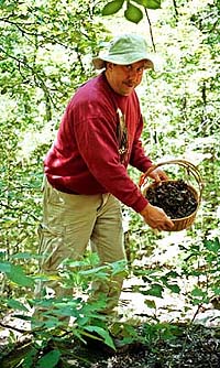 A Basket Full of Black Chantarelles