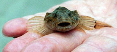 Banded Sculpin